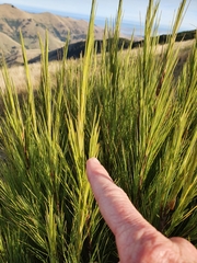 Dracophyllum acerosum