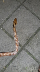 Coelognathus helena