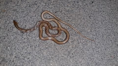 Coelognathus helena