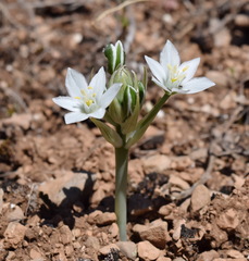 Ornithogalum navaschinii