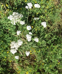 Achillea pannonica