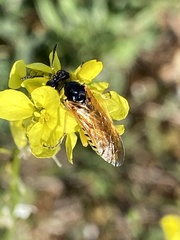 Tenthredo flaveola