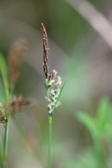 Carex tomentosa