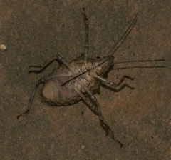 Halyini