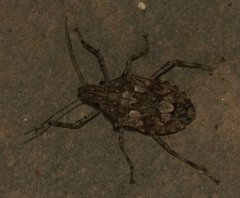 Halyini