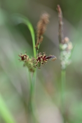 Carex tomentosa