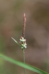 Carex tomentosa