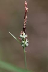 Carex tomentosa