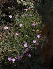 Dianthus hypanicus