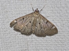Protonoceras eucosma