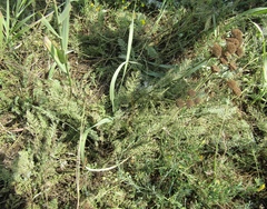 Tanacetum odessanum