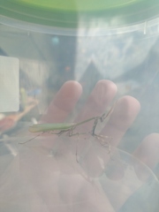 Empusa pennicornis