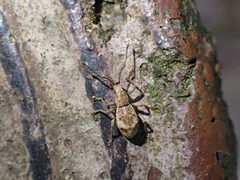 Eusomidius rostralis