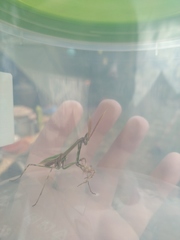 Empusa pennicornis