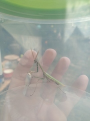 Empusa pennicornis