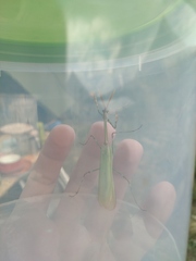 Empusa pennicornis