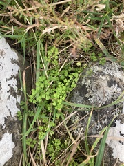 Chaerophyllum ramosum