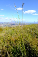Bobartia macrospatha macrospatha
