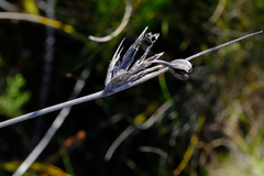 Bobartia macrospatha macrospatha