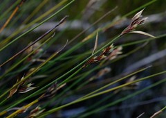 Hypodiscus alboaristatus