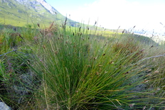 Hypodiscus alboaristatus