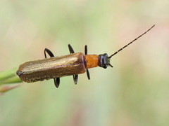 Lycocerus