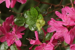 Exobasidium japonicum