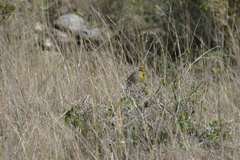 Macronyx aurantiigula