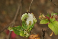 Exobasidium japonicum