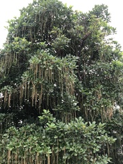 Kigelia africana
