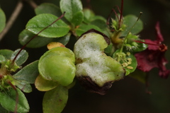 Exobasidium japonicum