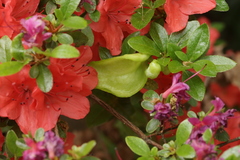 Exobasidium japonicum