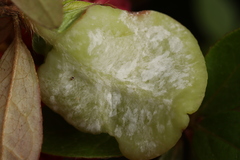 Exobasidium japonicum