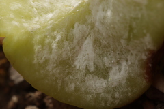 Exobasidium japonicum