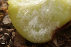 Exobasidium japonicum