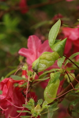 Exobasidium japonicum