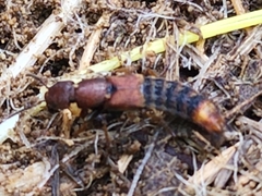 Platydracus cinnamopterus