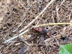 Platydracus cinnamopterus