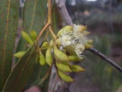 Eucalyptus ochrophloia