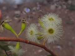 Eucalyptus ochrophloia