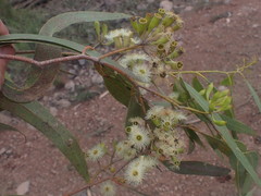 Eucalyptus ochrophloia
