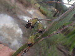 Eucalyptus ochrophloia