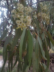Eucalyptus ochrophloia