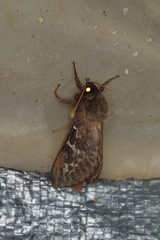 Oxycanus determinata