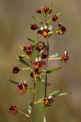 Cleome violacea