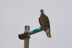 Streptopelia tranquebarica humilis