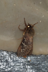 Oxycanus determinata