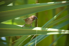 Lonchura punctulata topela