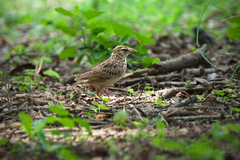 Mirafra erythrocephala