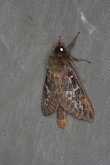 Oxycanus determinata